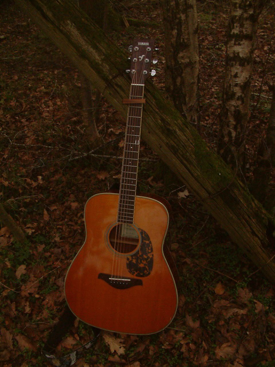 Harry Huxley's acoustic guitar resting in the woods